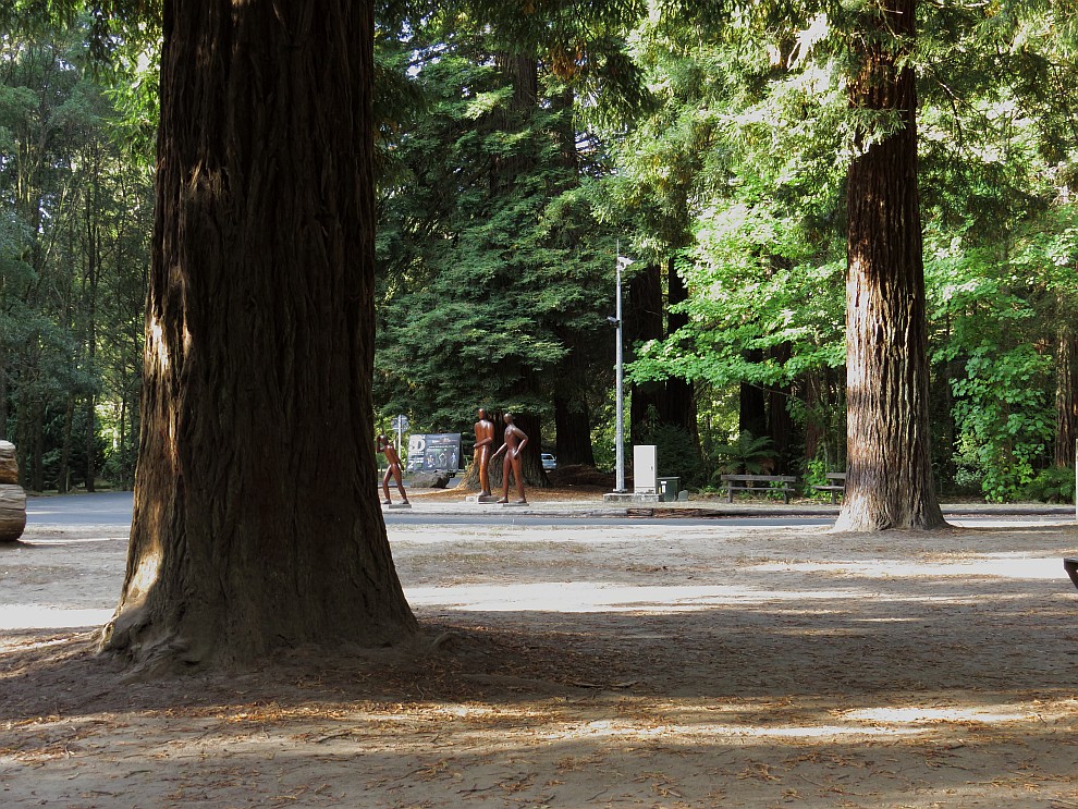 Whakarewarewa Forest